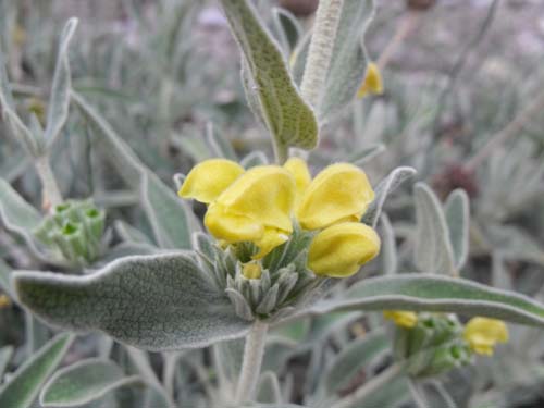 Phlomis fruticosa / Salvione Giallo